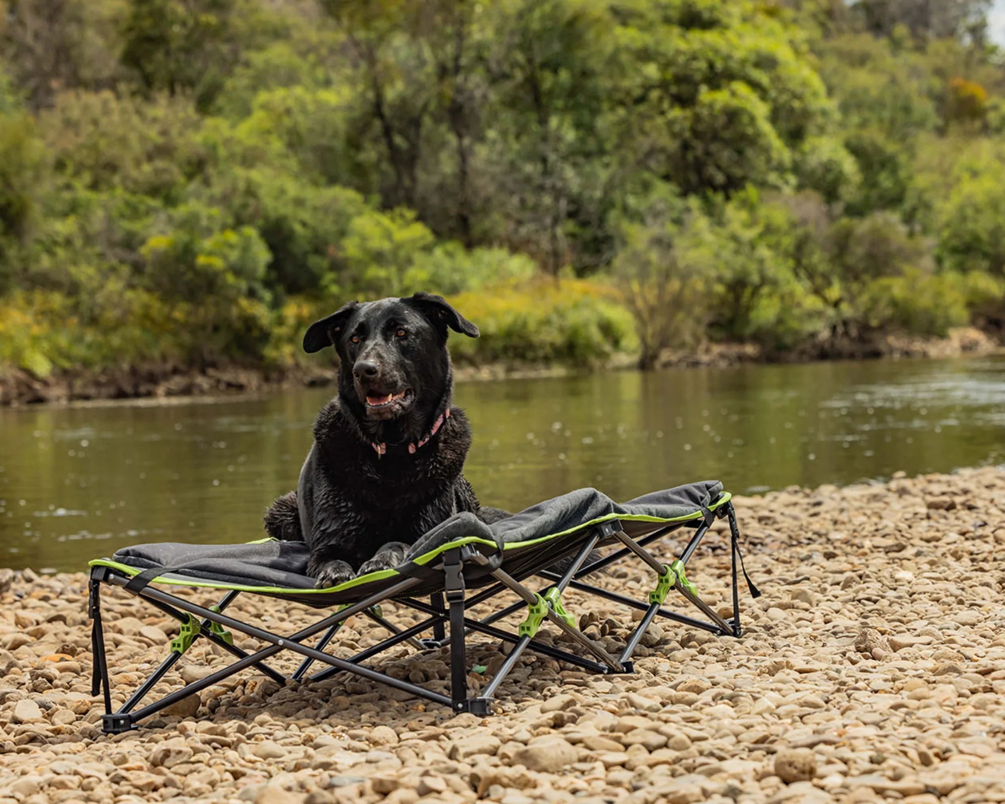 Iron Man - Quick Fold Dog Bed with Padded Mat (XL)