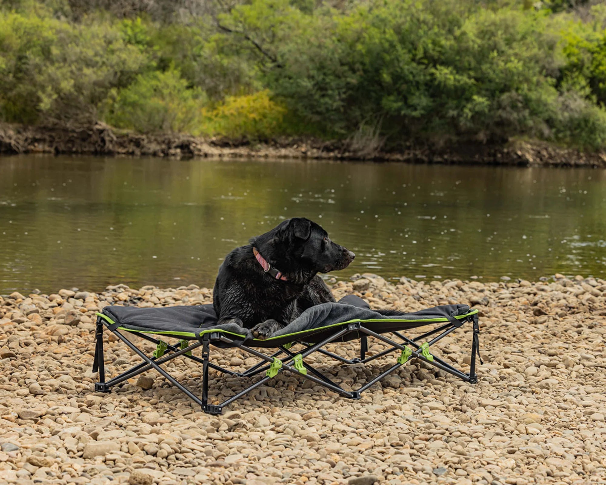 Iron Man - Quick Fold Dog Bed with Padded Mat (XL)