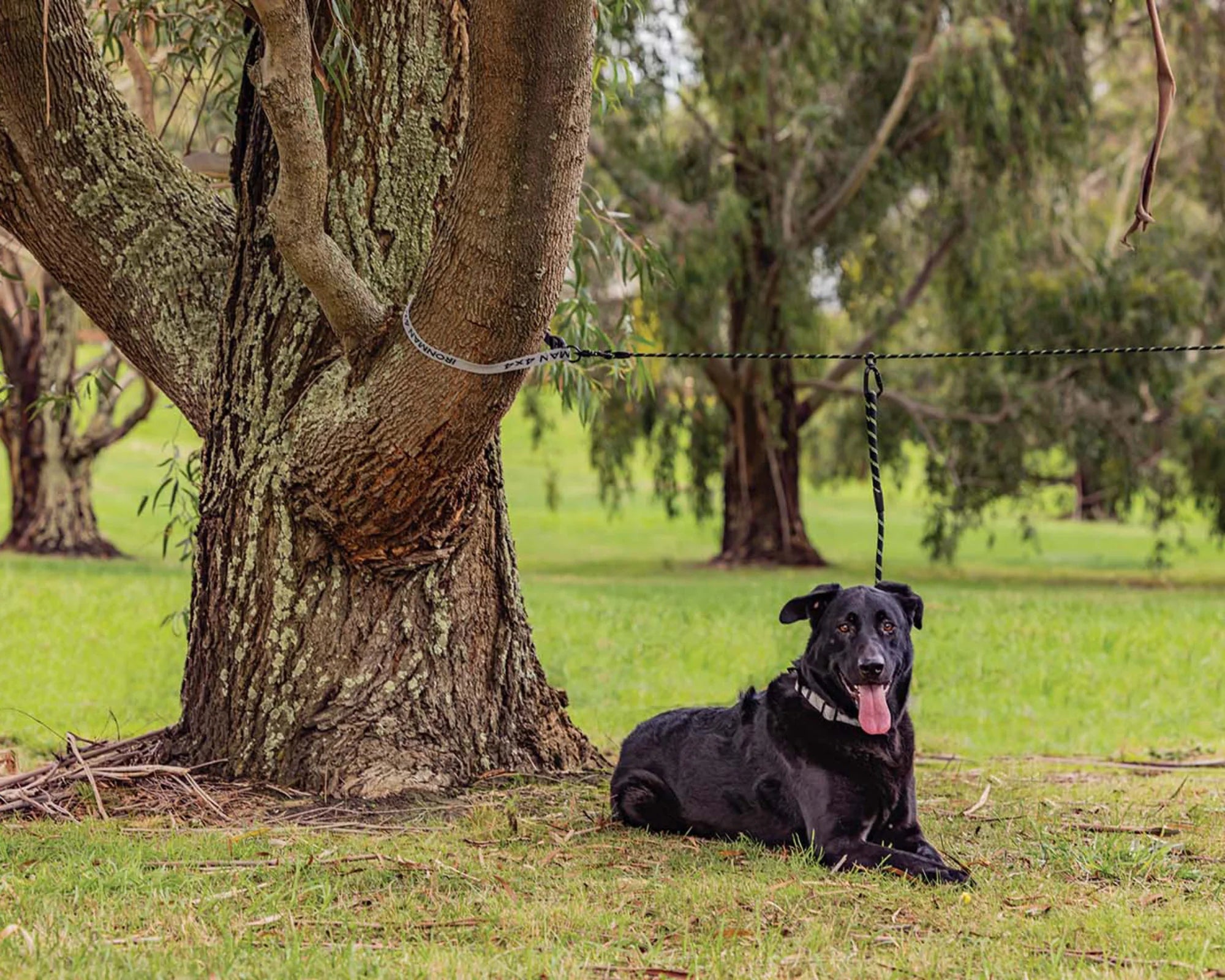 Iron Man - Pet Tethering Leash System